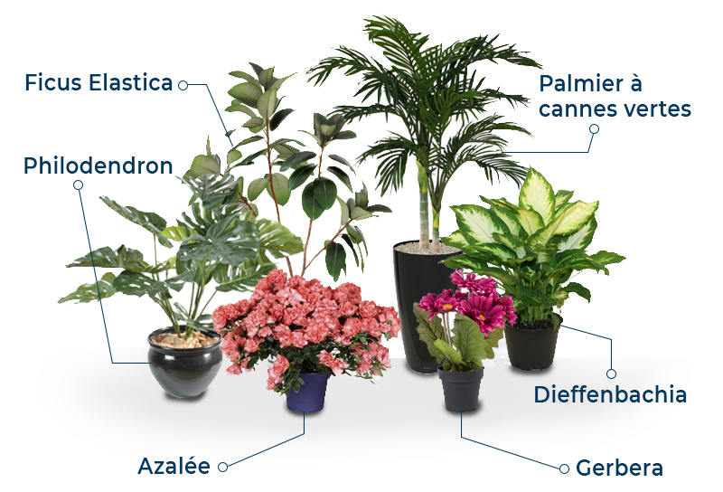 MesPlantesVertesMagiques purifer intérieur plantes vertes homewell Immobilier nicolas leyvraz romain louia