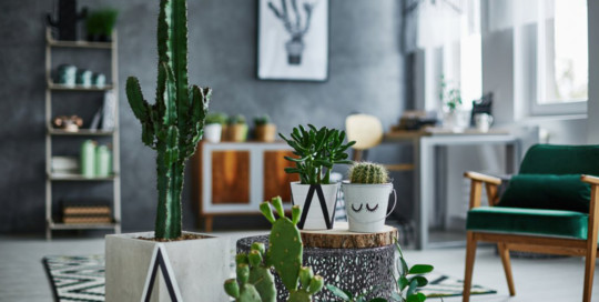 COMMENT PURIFIER SON INTÉRIEUR ?