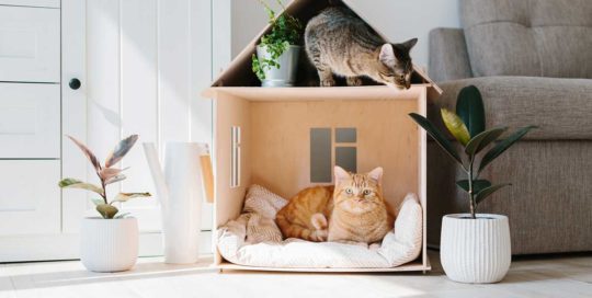 Idée déco : Des meubles tendances pour votre chat